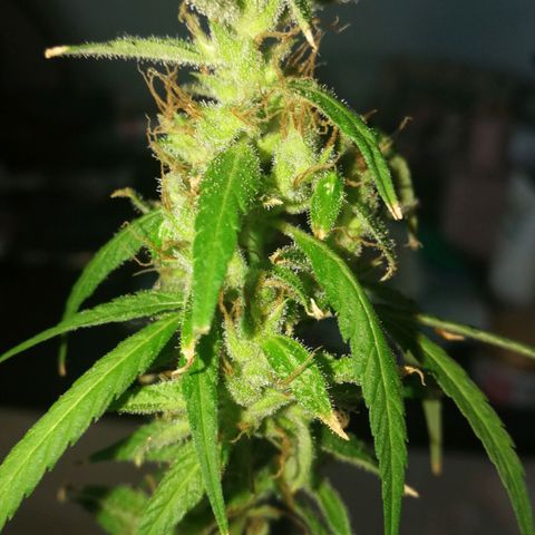 Janesss growlog timeline photo