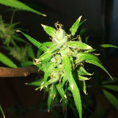 Janesss growlog photo: Starting dark period of 72 hrs