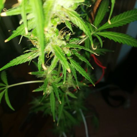 Janesss growlog photo: Starting dark period of 72 hrs