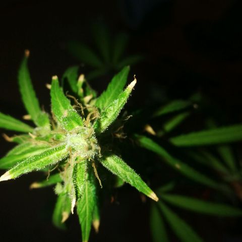 Janesss growlog photo: Starting dark period of 72 hrs