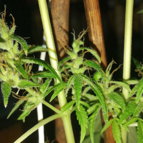 Janesss growlog photo: Starting dark period of 72 hrs