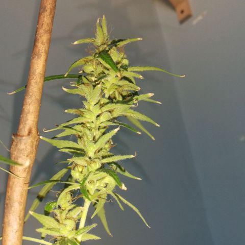 Janesss growlog photo: Starting dark period of 72 hrs