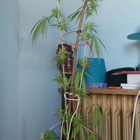 Janesss growlog photo: Starting dark period of 72 hrs