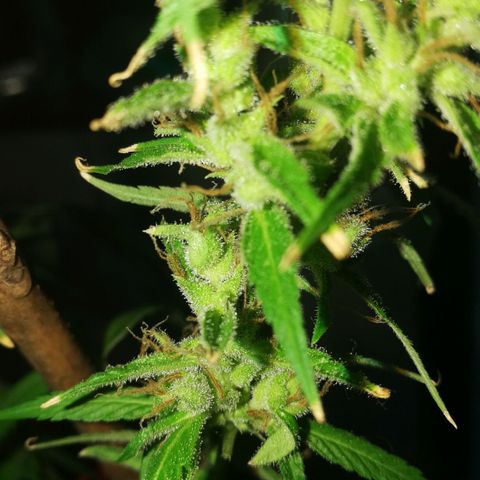 Janesss growlog photo: Starting dark period of 72 hrs