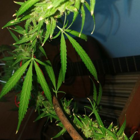 Janesss growlog photo: Starting dark period of 72 hrs