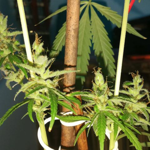 Janesss growlog photo: Starting dark period of 72 hrs