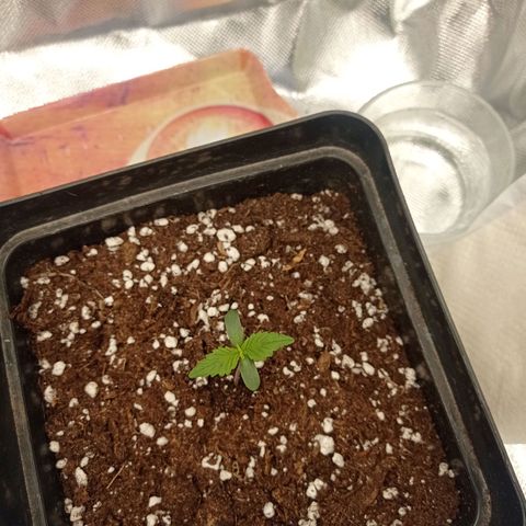 Strawberry Cake growlog timeline photo