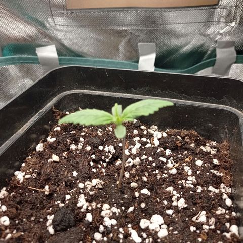 Strawberry Cake growlog timeline photo