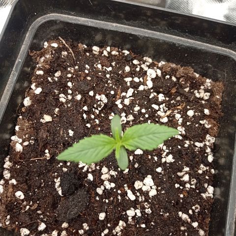 Strawberry Cake growlog timeline photo