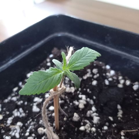 Strawberry Cake growlog photo: Przekrzywiona łodyga