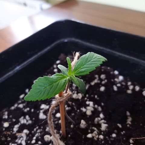 Strawberry Cake growlog photo: Przekrzywiona łodyga