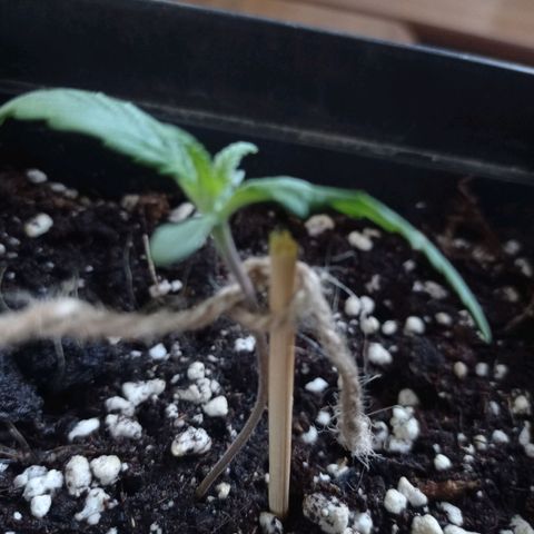 Strawberry Cake growlog photo: Przekrzywiona łodyga