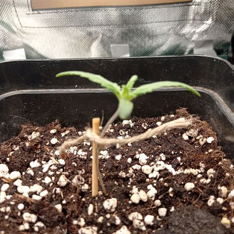 Strawberry Cake growlog timeline photo