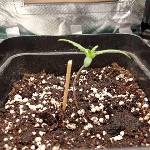 Strawberry Cake growlog timeline photo