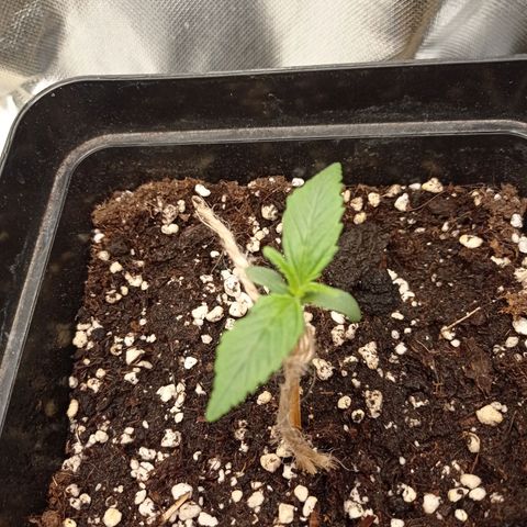 Strawberry Cake growlog timeline photo