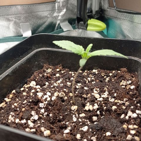 Strawberry Cake growlog timeline photo