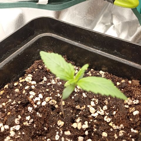 Strawberry Cake growlog timeline photo
