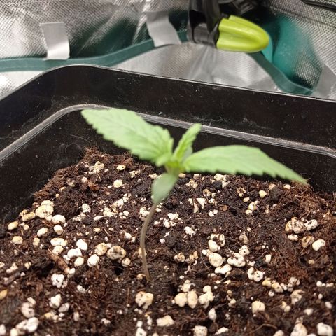 Strawberry Cake growlog timeline photo