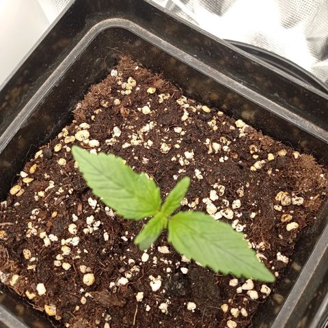 Strawberry Cake growlog timeline photo