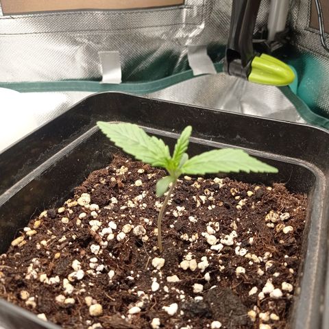 Strawberry Cake growlog timeline photo