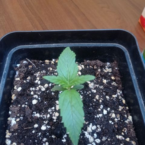 Strawberry Cake growlog timeline photo