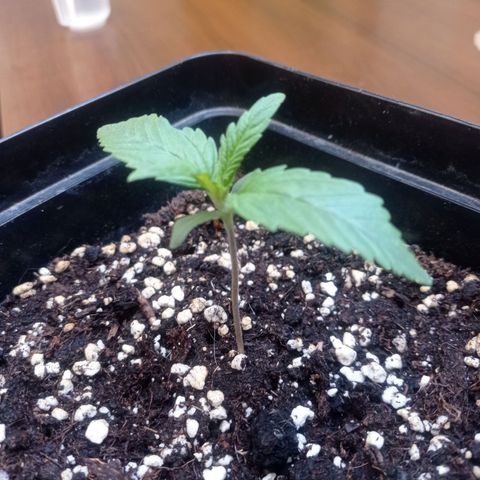 Strawberry Cake growlog timeline photo