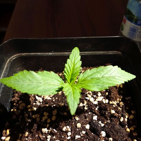 Strawberry Cake growlog timeline photo