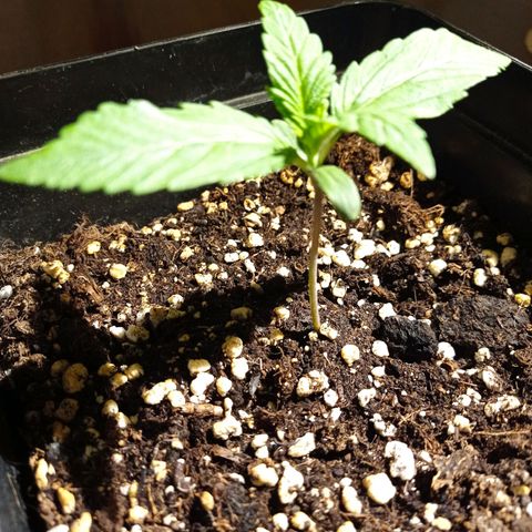 Strawberry Cake growlog timeline photo