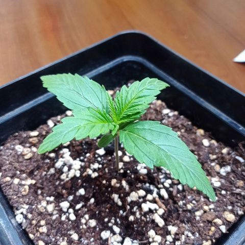 Strawberry Cake growlog timeline photo