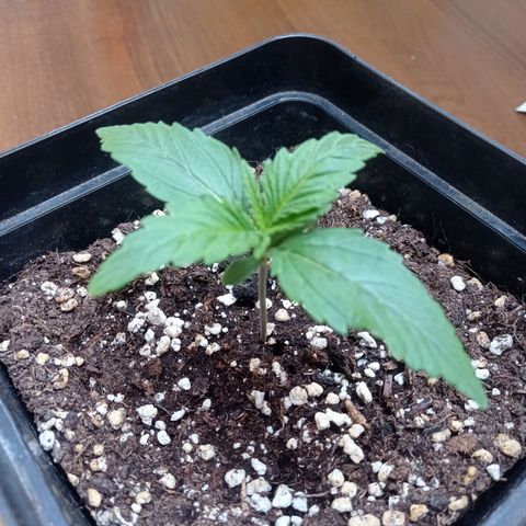 Strawberry Cake growlog timeline photo