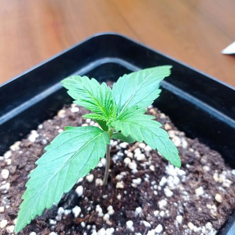 Strawberry Cake growlog timeline photo