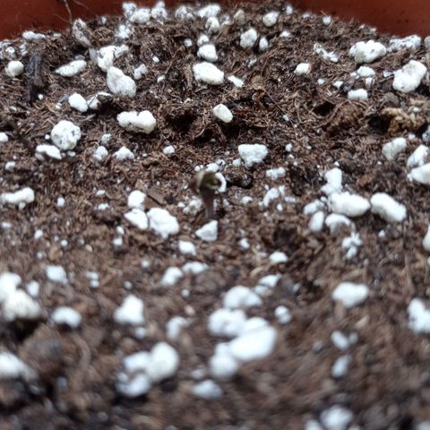 Low Afghan  growlog timeline photo