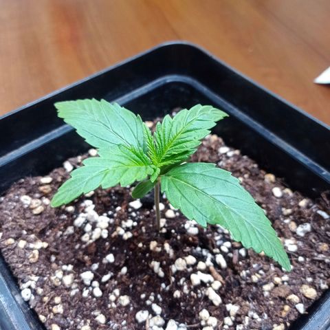 Strawberry Cake growlog timeline photo