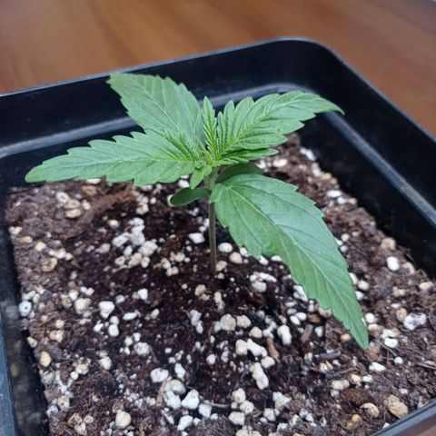 Strawberry Cake growlog timeline photo