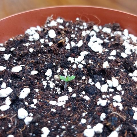 Low Afghan  growlog timeline photo
