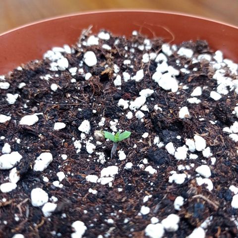 Low Afghan  growlog timeline photo