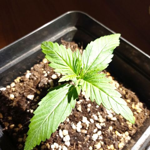 Strawberry Cake growlog timeline photo