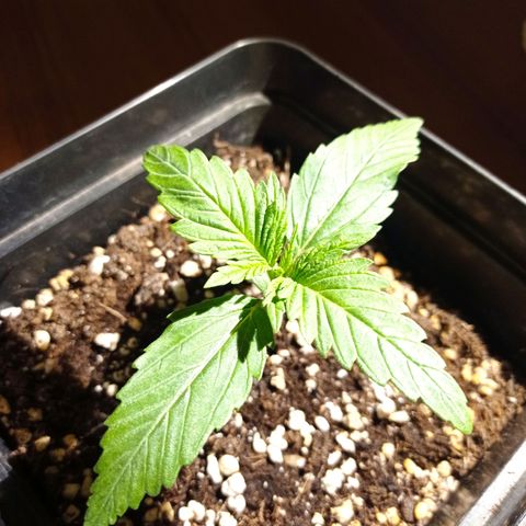 Strawberry Cake growlog timeline photo