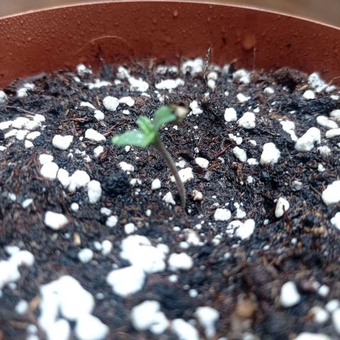 Low Afghan  growlog timeline photo