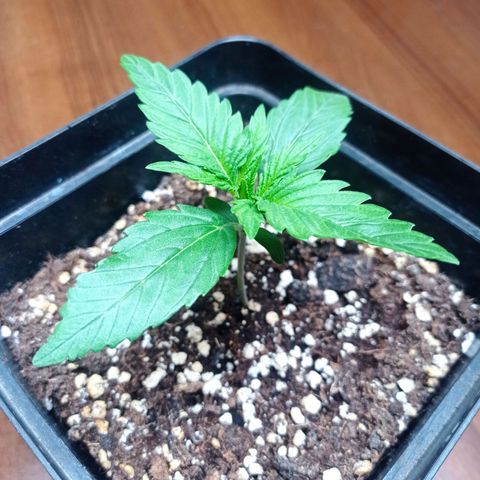 Strawberry Cake growlog timeline photo