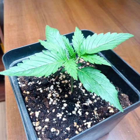 Strawberry Cake growlog timeline photo