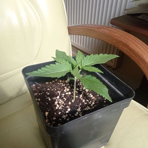 Strawberry Cake growlog timeline photo