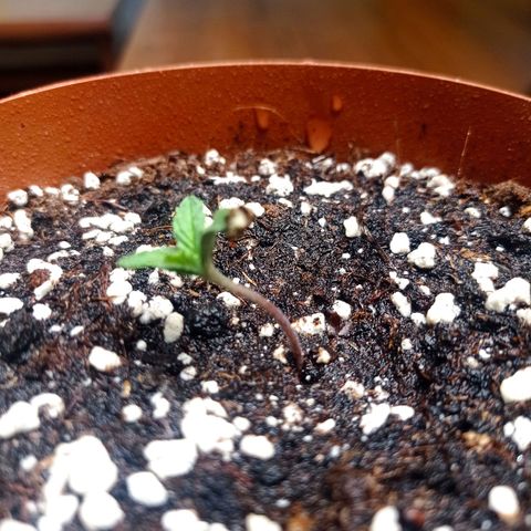 Low Afghan  growlog timeline photo
