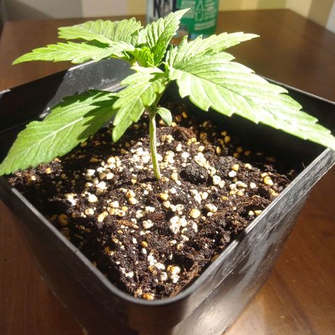 Strawberry Cake growlog timeline photo