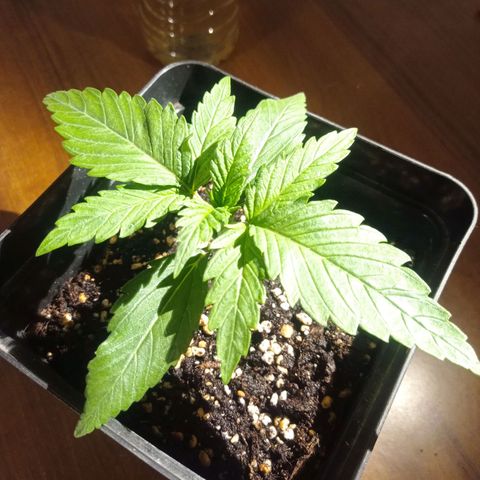 Strawberry Cake growlog timeline photo