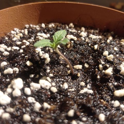 Low Afghan  growlog timeline photo
