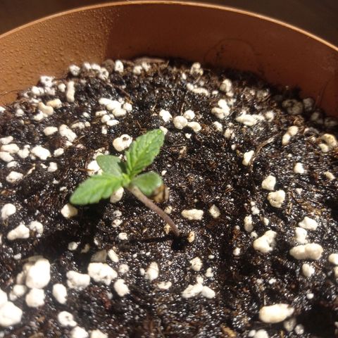 Low Afghan  growlog timeline photo