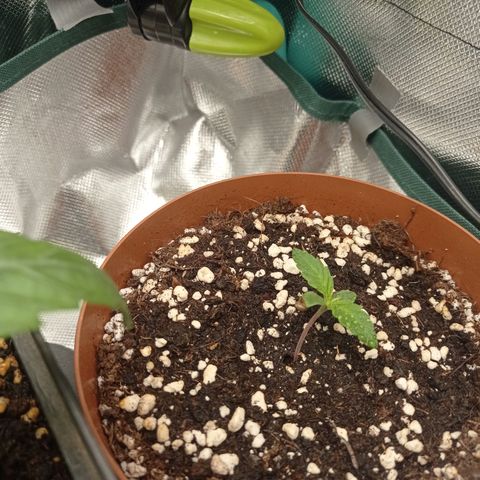 Low Afghan  growlog timeline photo