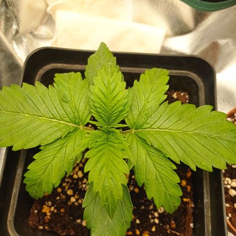Strawberry Cake growlog timeline photo