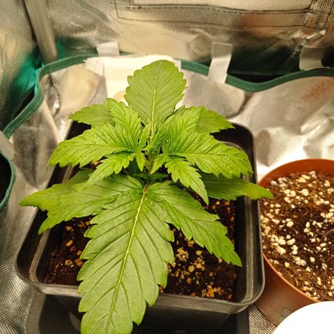 Strawberry Cake growlog photo: Weird dots appeared on two leafes